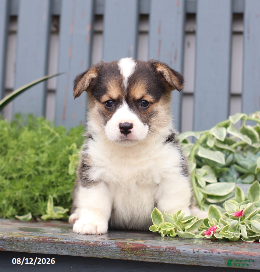 Welsh Corgi Pembroke dogs Punch - Ad 1