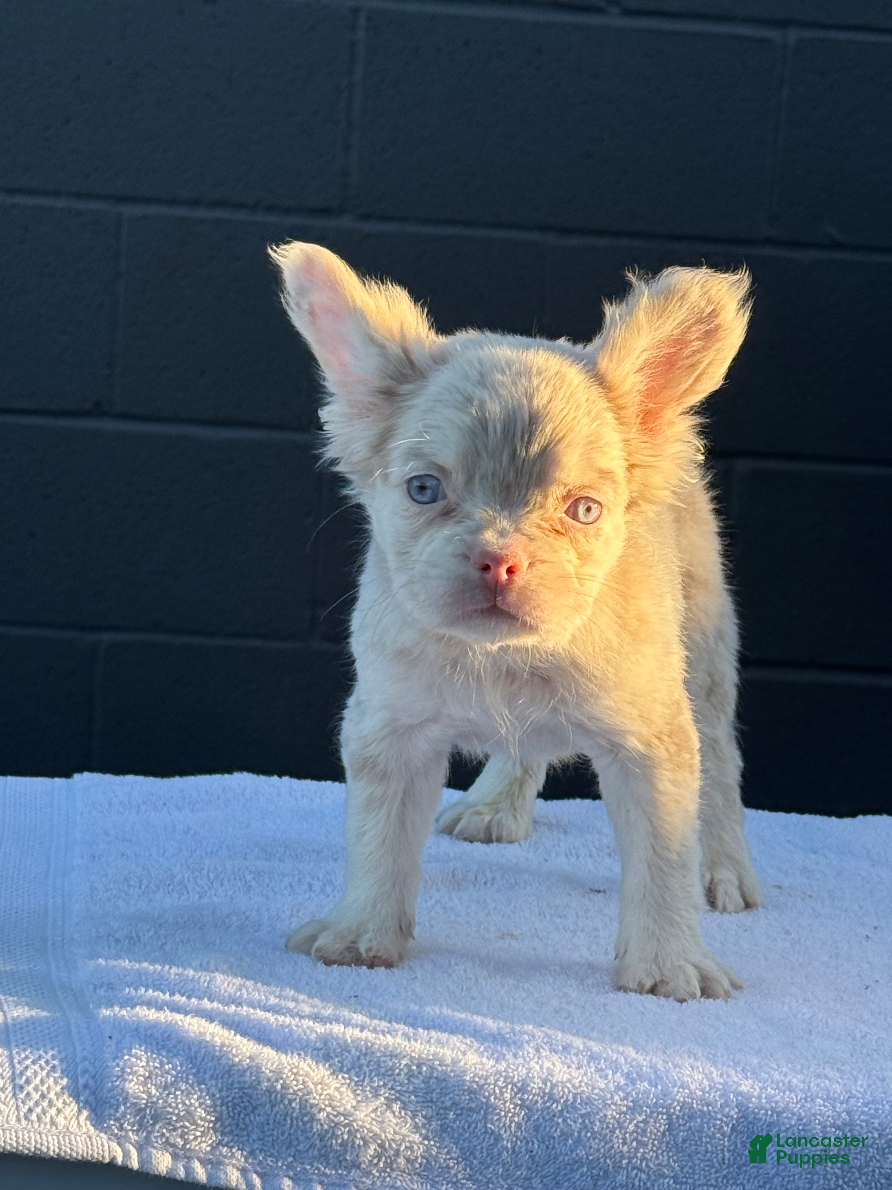 French Bulldog dogs Pink Princess - Ad 2