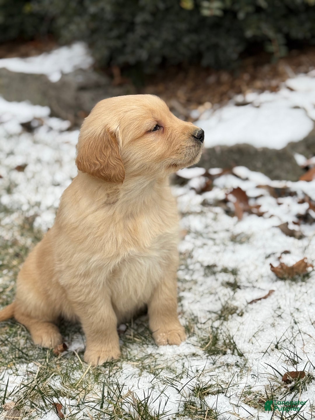 Golden Retriever dogs for sale: Sunny - Ad 3