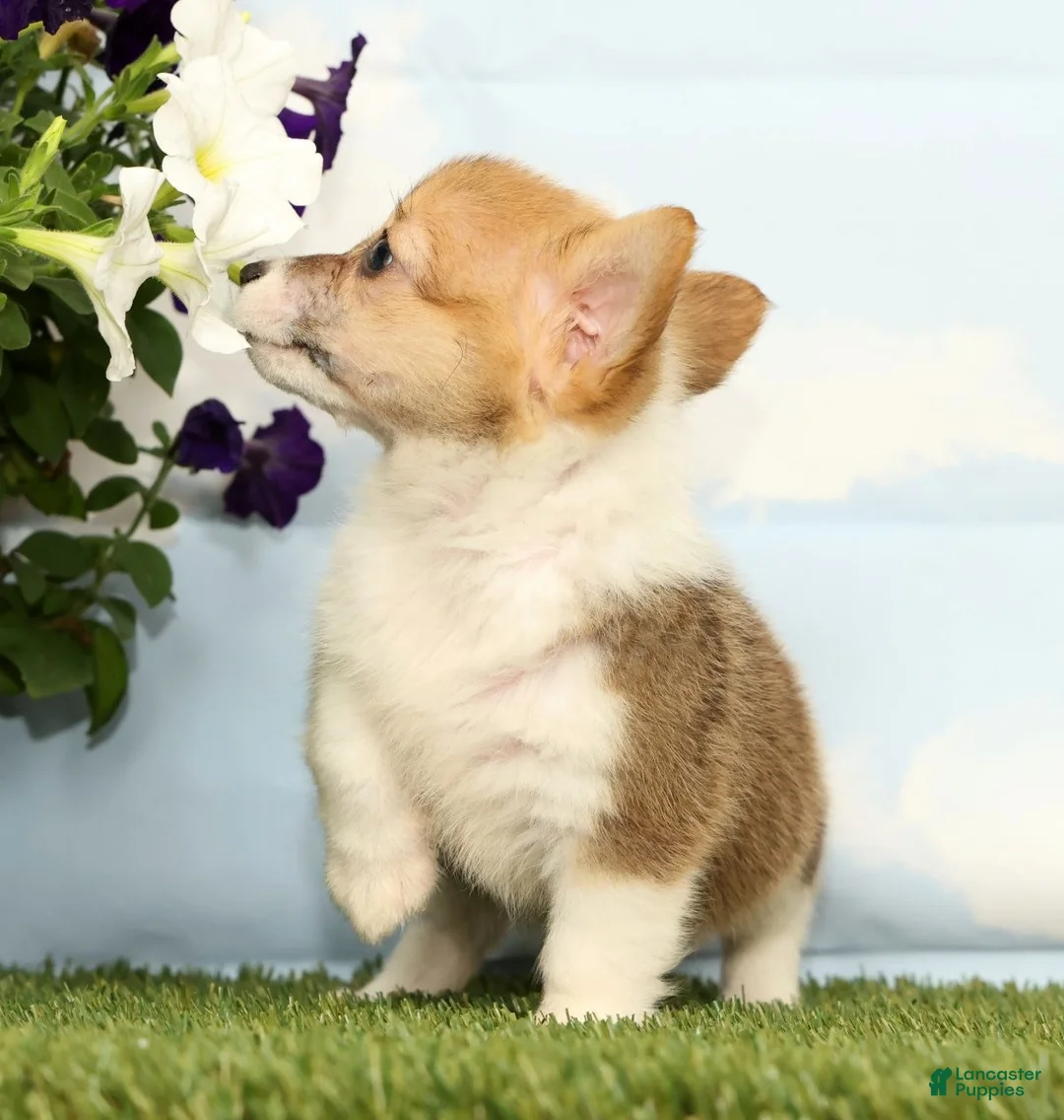 Welsh Corgi Pembroke dogs for sale: Kiwi - Ad 2