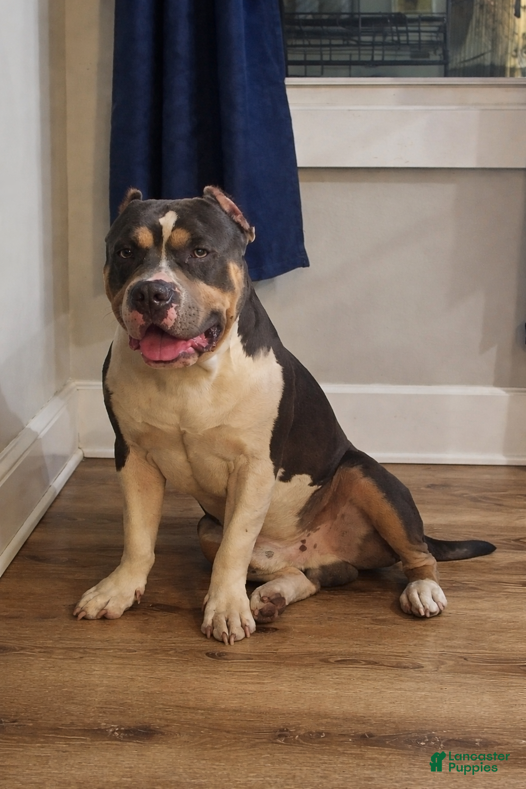 American Bully dogs for sale: American Bully Puppy 1 - Ad 3