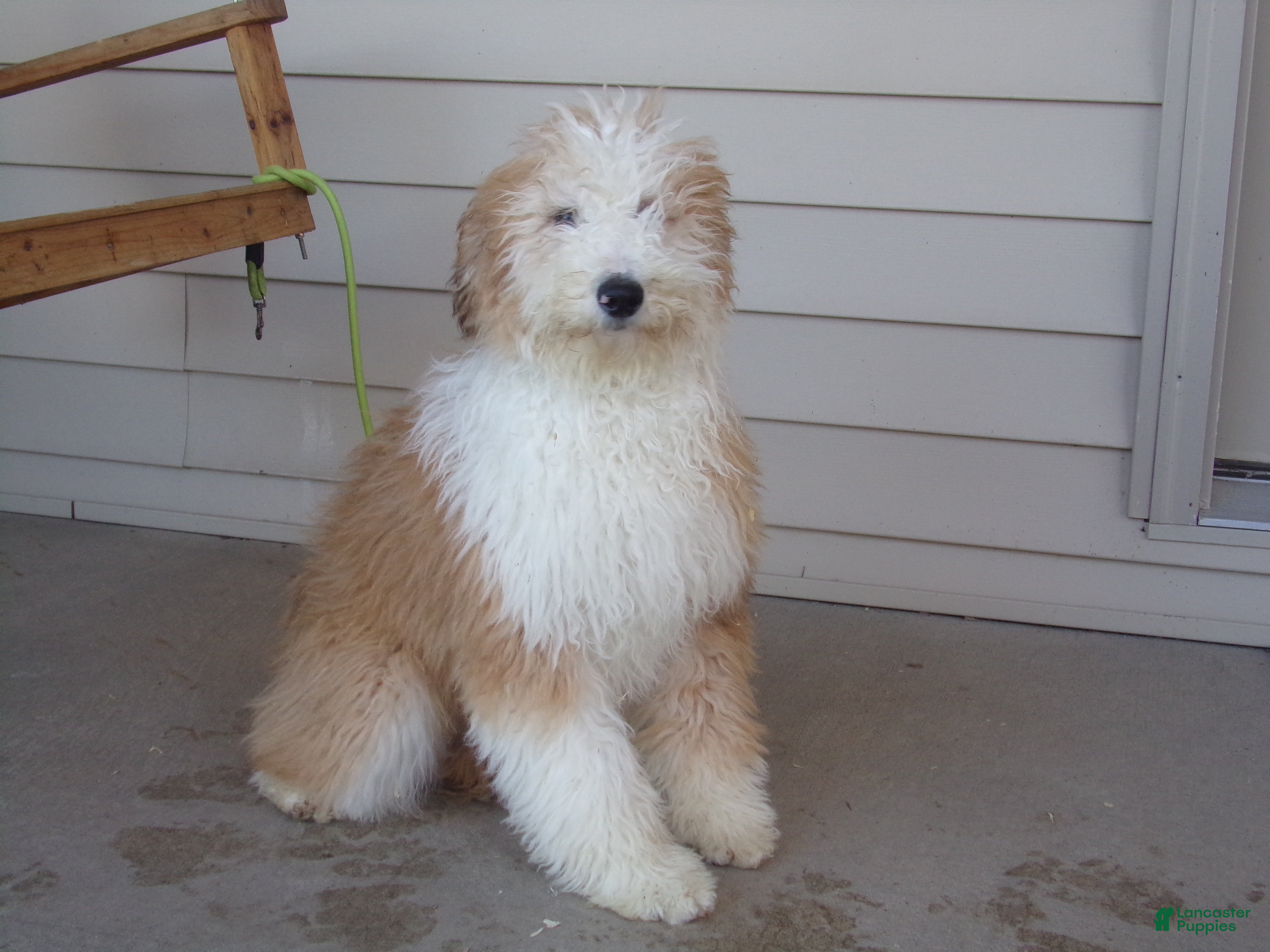 Aussiedoodle dogs Rhoda - Ad 1