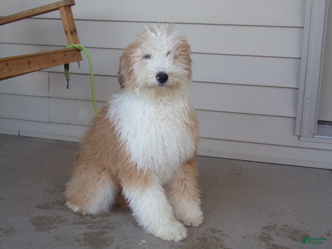 Aussiedoodle dogs for sale: Rhoda - Ad 1