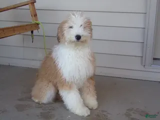 Aussiedoodle dogs for sale: Rhoda - Ad 2