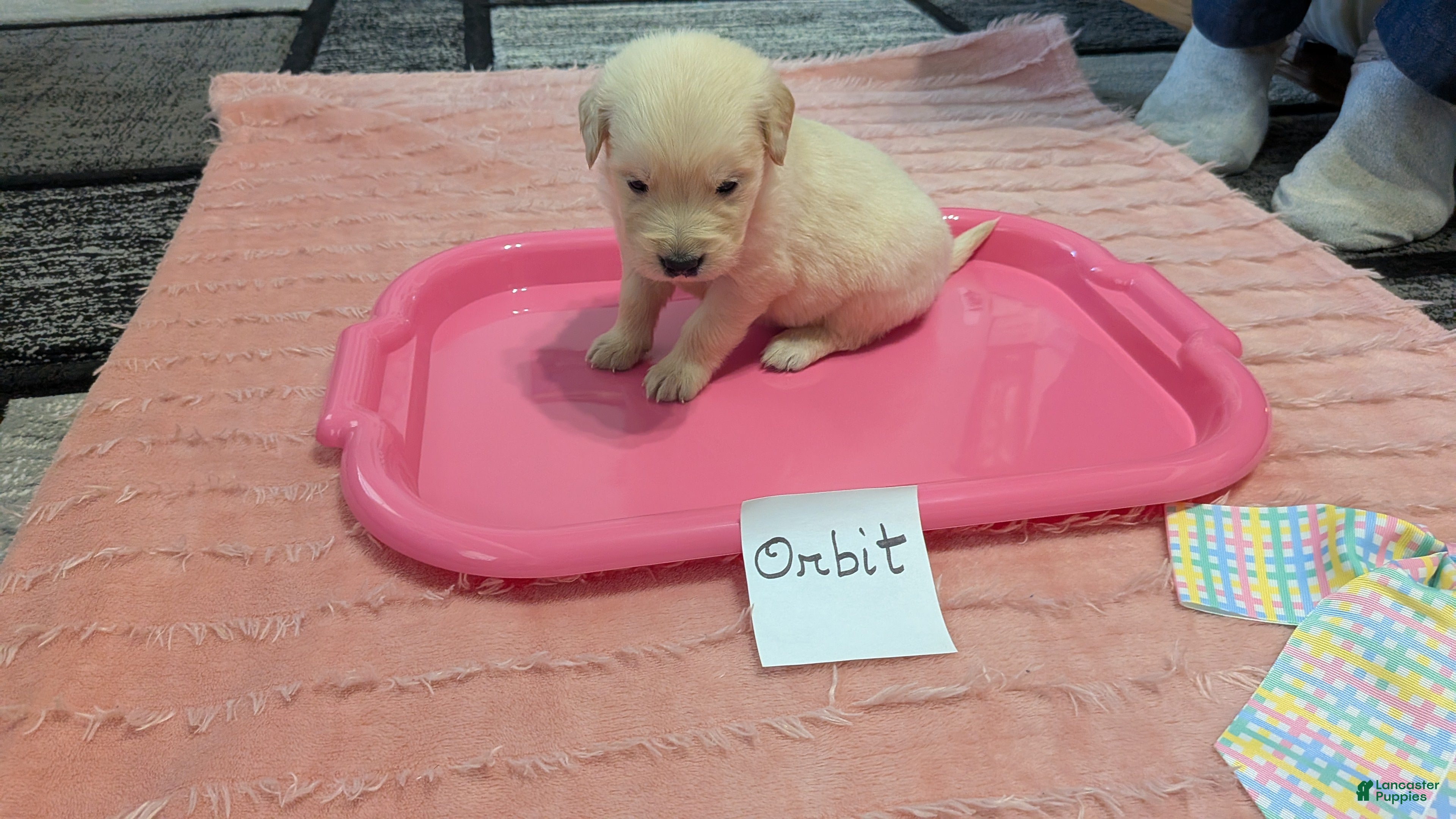 Golden Retriever dogs Orbit, AKC - Ad 1