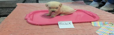 Orbit, AKC