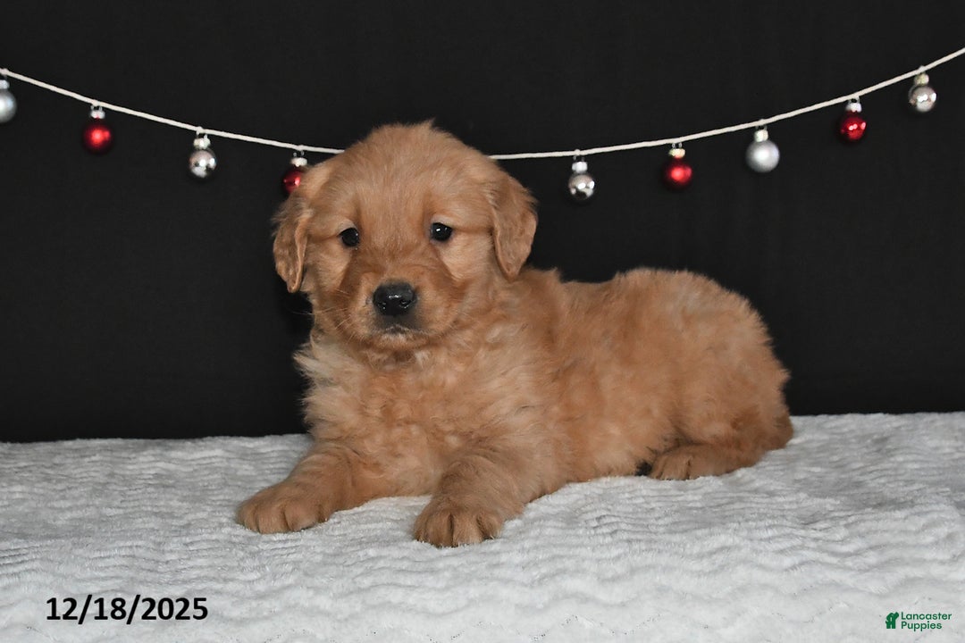 Golden Retriever dogs for sale: Antonio - Ad 4