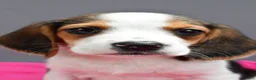 Beagle dogs for sale: Darcey - Ad 7