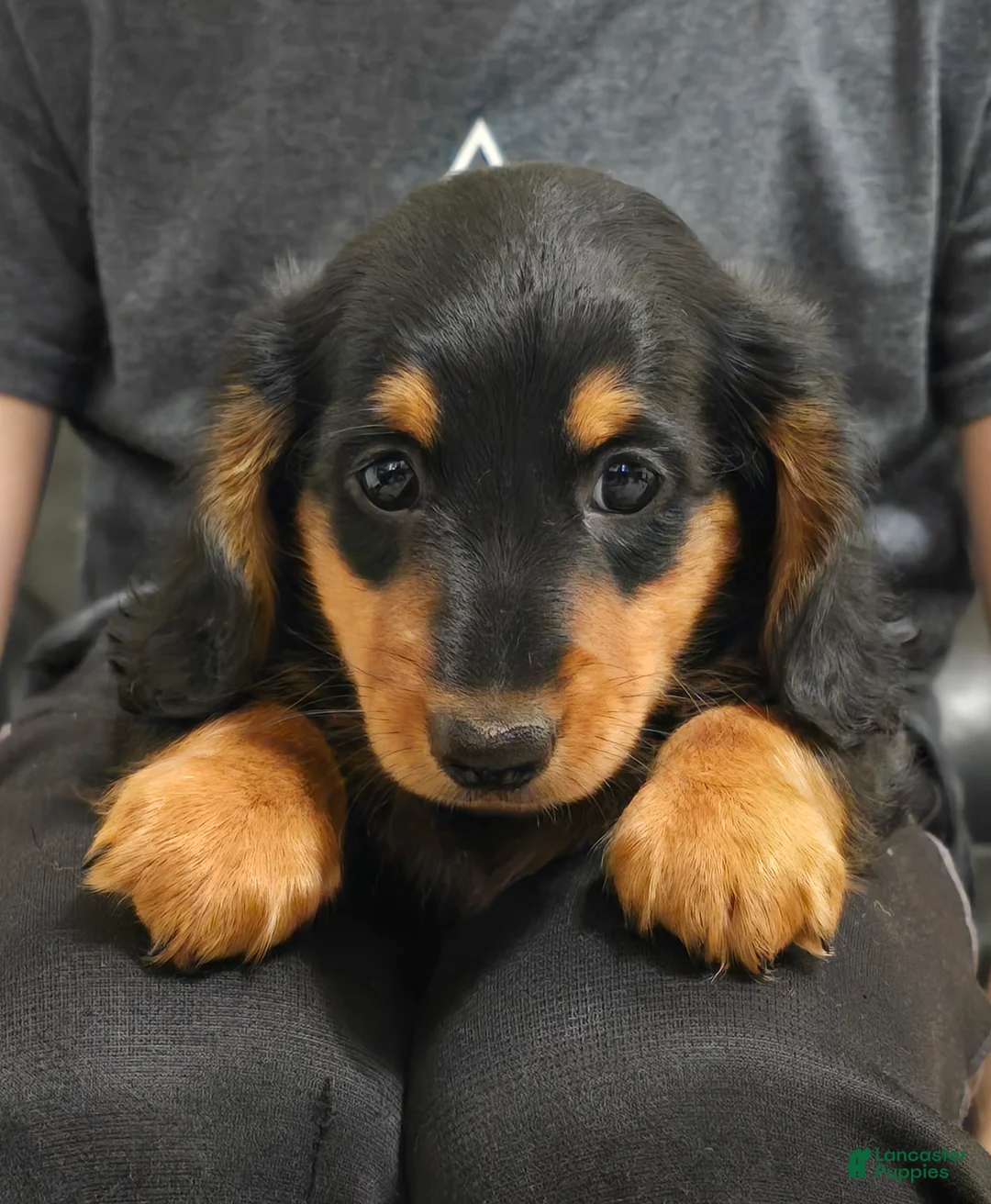 Miniature Dachshund dogs for sale: Tucker  - Ad 5