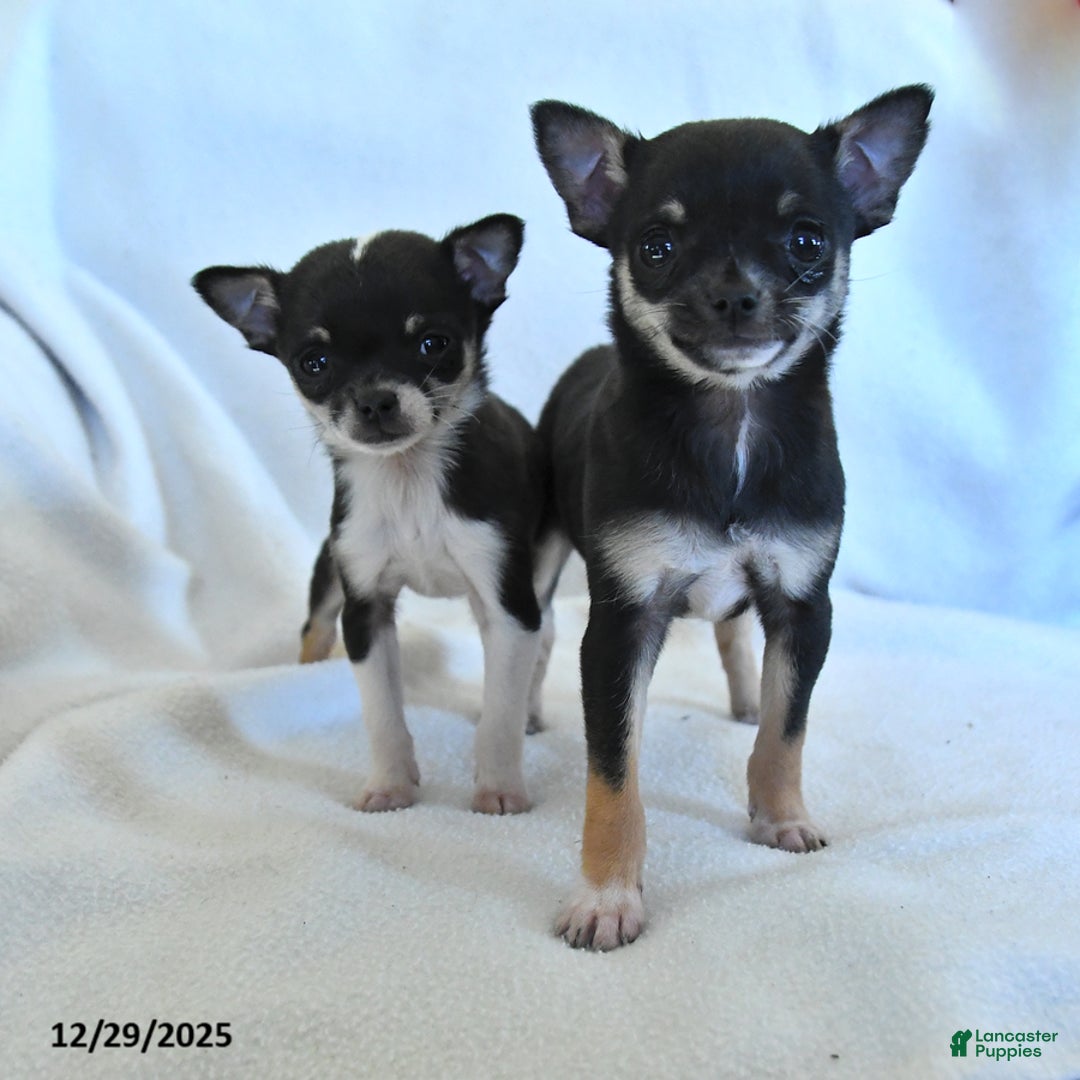 Chihuahua dogs for sale: Katie - Ad 3