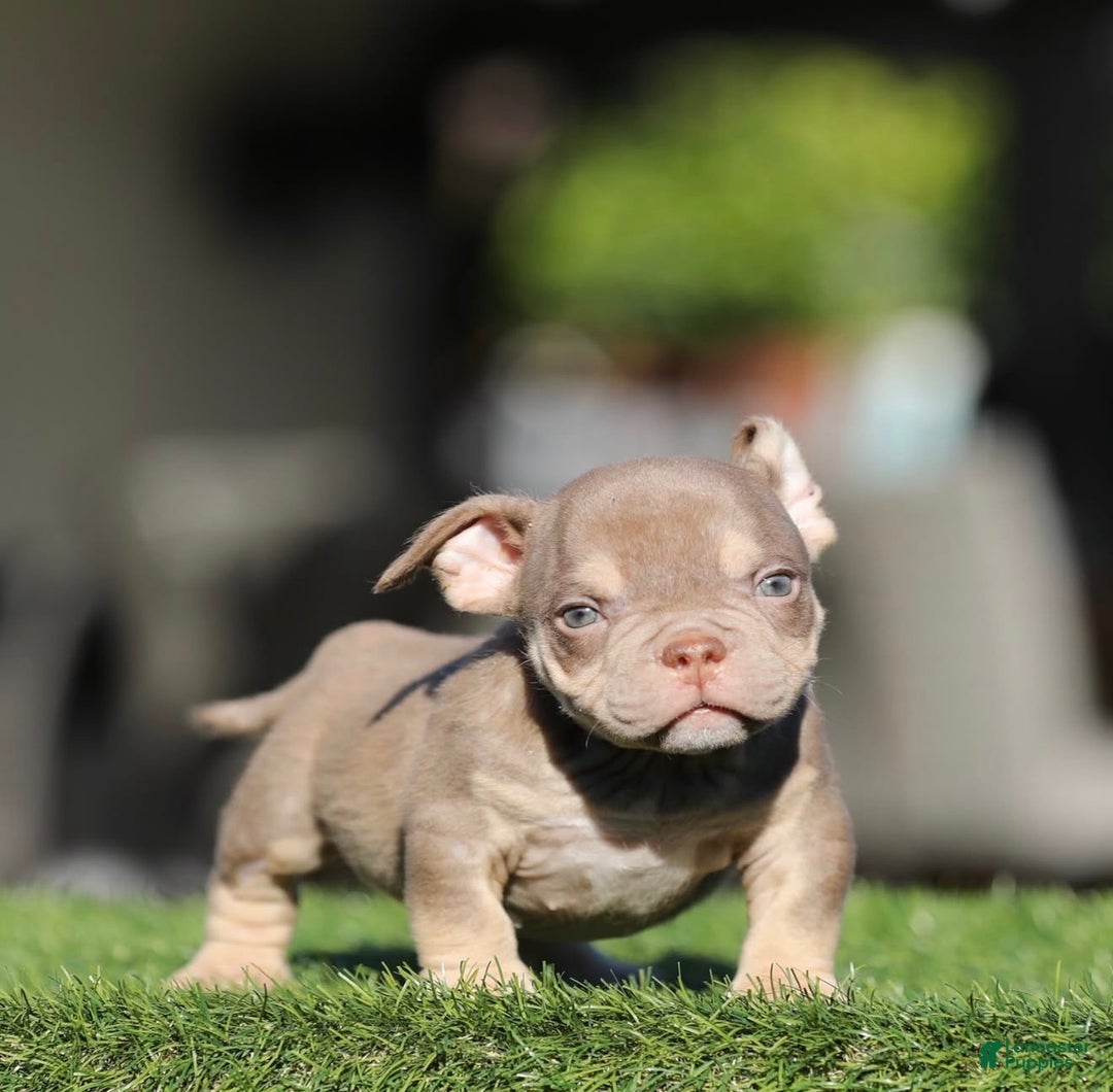 American Bully dogs for sale: American Bully Puppy 2 - Ad 2