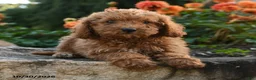 Mini Goldendoodle dogs for sale: Lilly - Ad 2