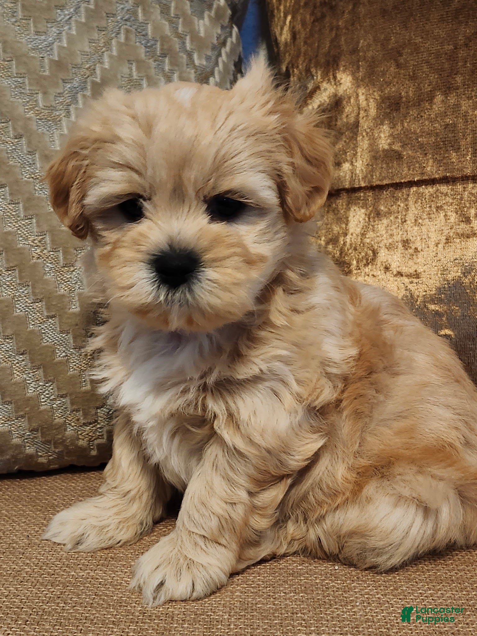 Mixed Breed dogs Mixed Breed 1 - Ad 1