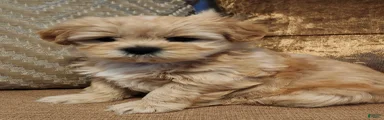 Mixed Breed 1