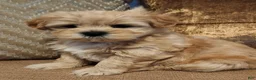 Mixed Breed dogs for sale: Mixed Breed 1 - Ad 1