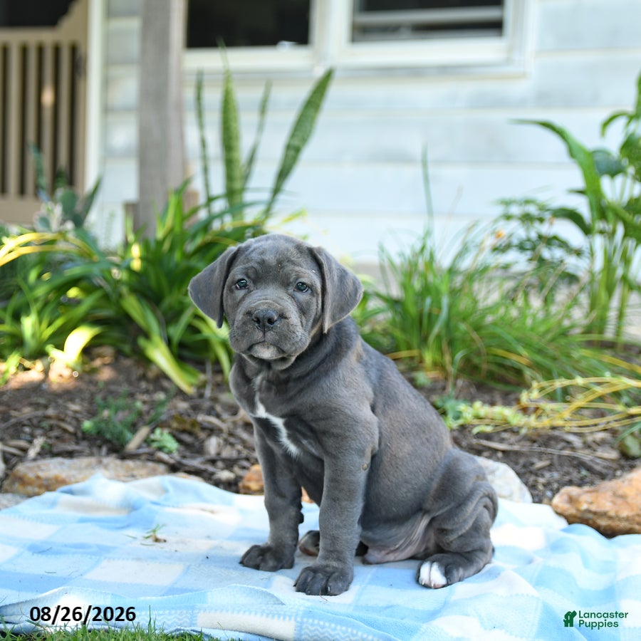 Cane Corso dogs Walter - Ad 1