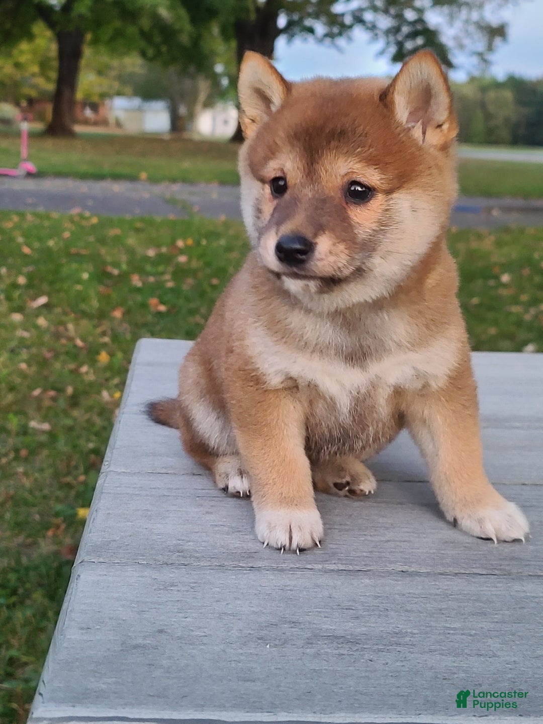 Shiba Inu dogs for sale: Riley  - Ad 2