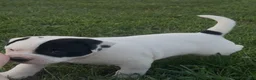 American Bulldog dogs for sale: Grover - Ad 5