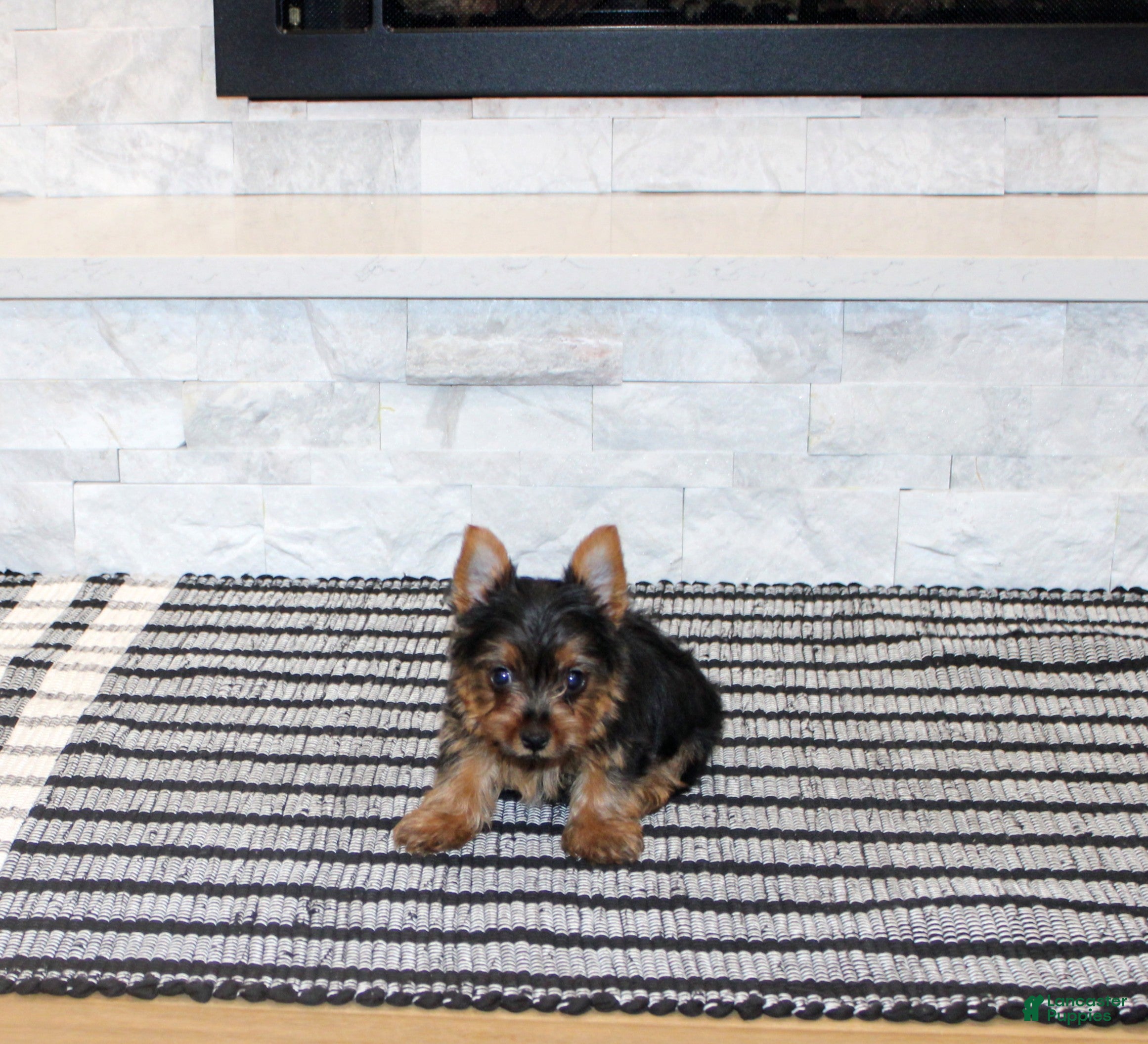 Yorkshire Terrier dogs Robot - Ad 39