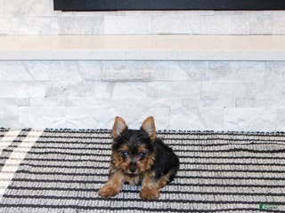 Yorkshire Terrier dogs Robot - Ad 39