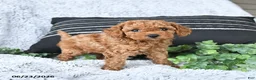 Toy Poodle dogs for sale: Rusty - Ad 4
