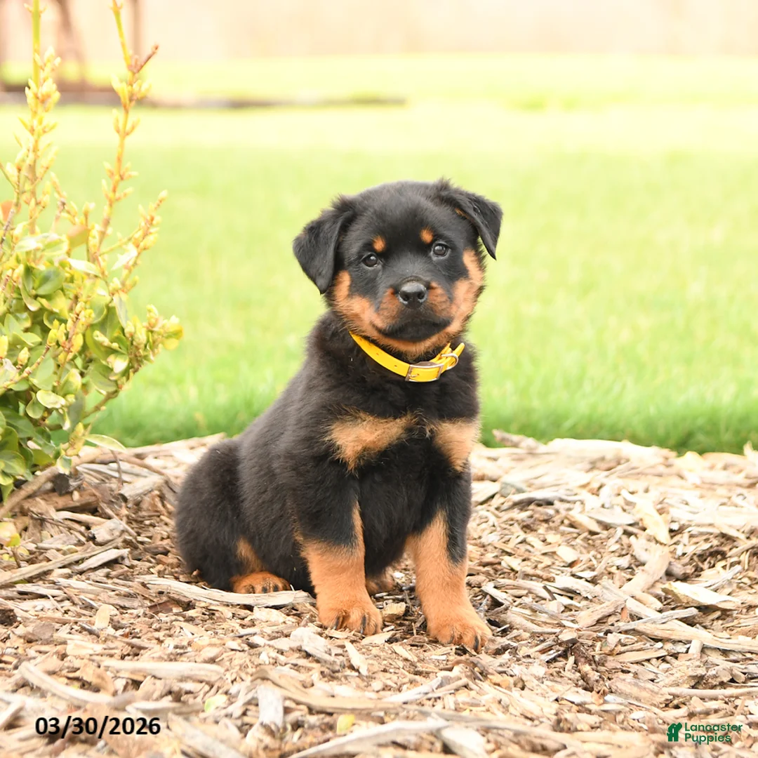 Rottweiler dogs for sale: Hunter - Ad 2