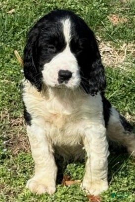 English Springer Spaniel dogs Bear - Ad 2