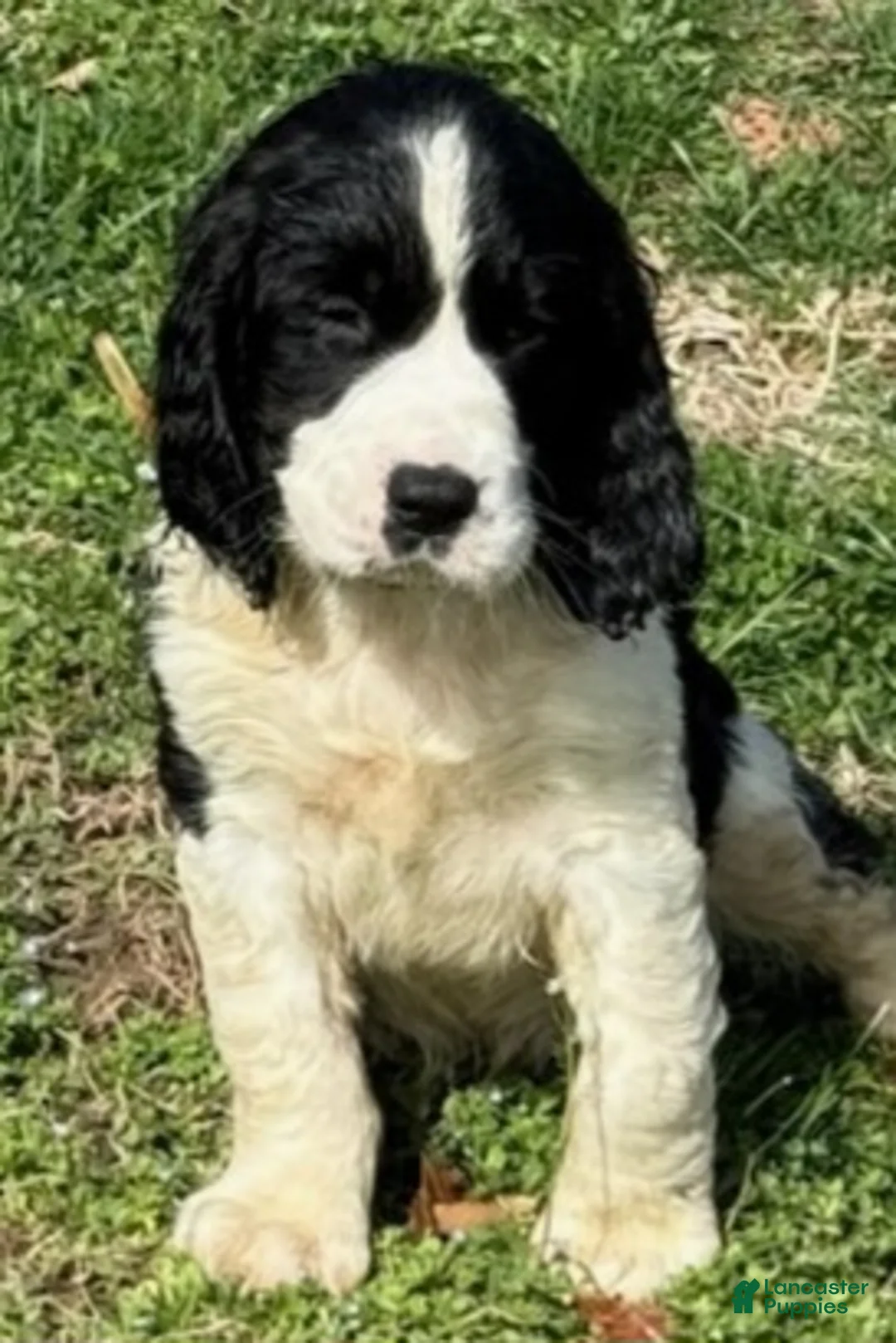 English Springer Spaniel dogs for sale: Bear - Ad 2