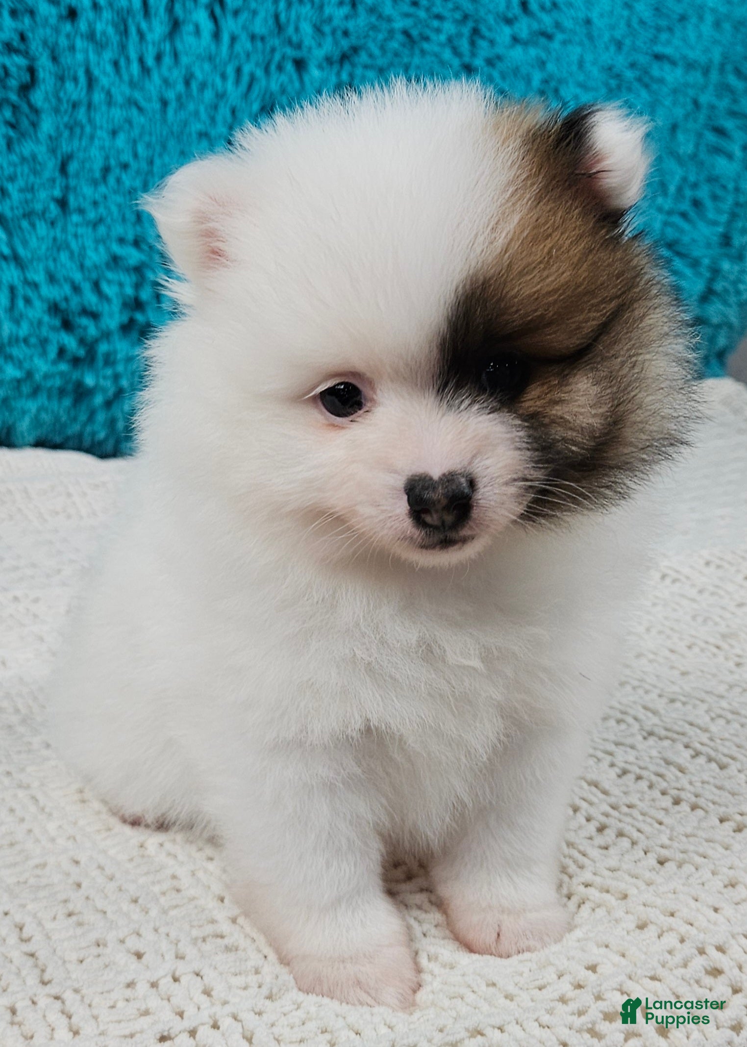 Pomeranian dogs Arctic  - Ad 1