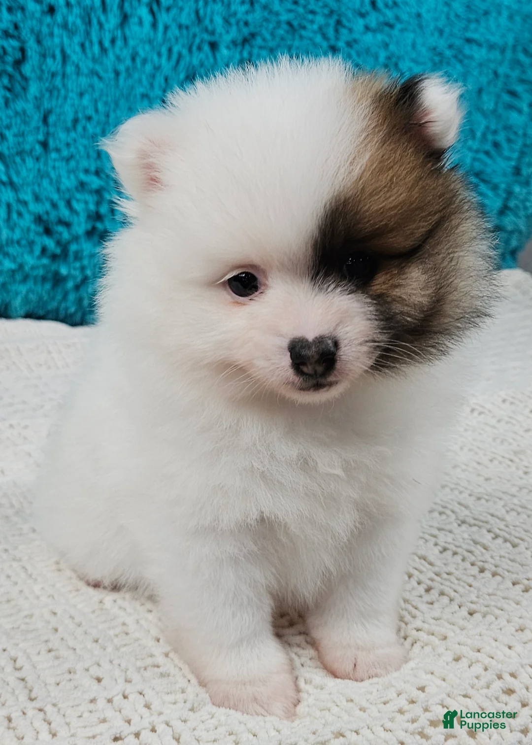 Pomeranian dogs for sale: Arctic  - Ad 1