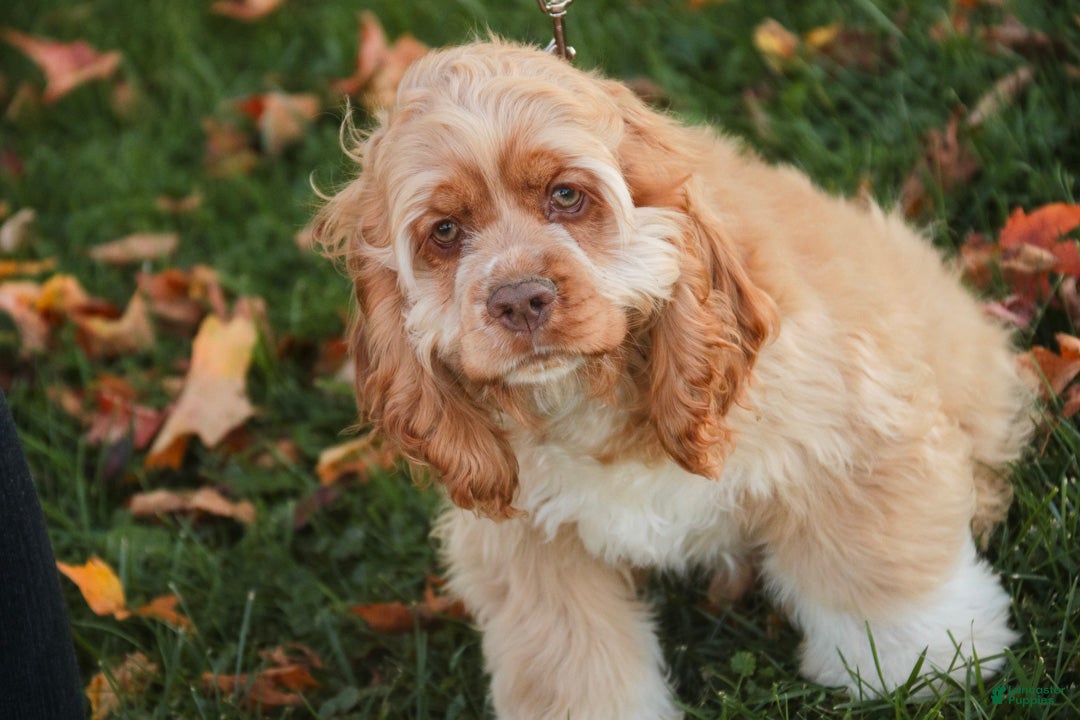 Cocker Spaniel dogs for sale: Atlas Cocker Spaniel  - Ad 2