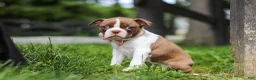 Boston Terrier dogs for sale: Fern - Ad 4