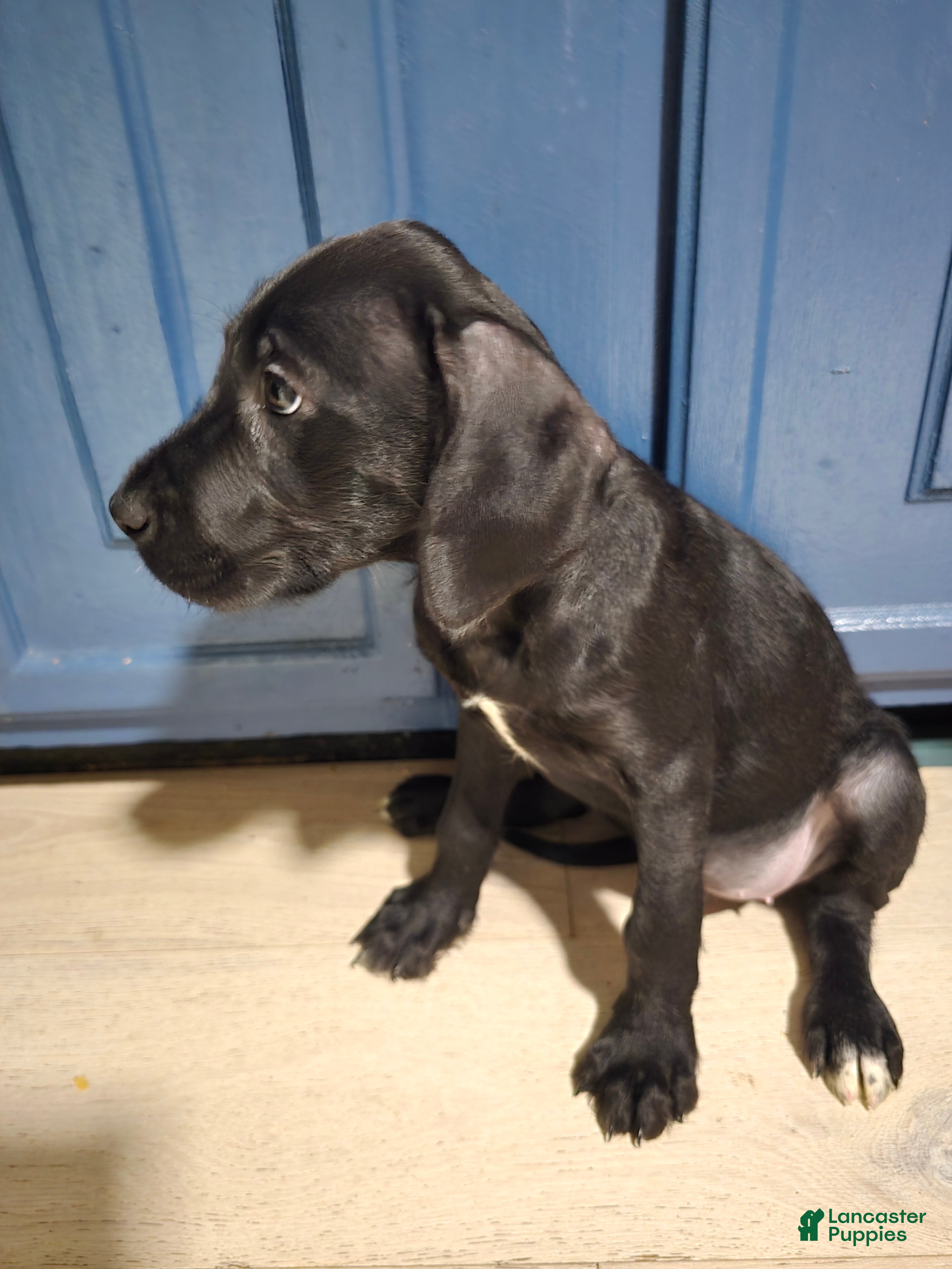 Great Dane dogs Great Dane Puppy 1 - Ad 15