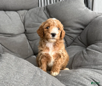 Miniature Poodle dogs Rover - Ad 20