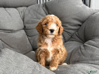 Miniature Poodle dogs Rover - Ad 21