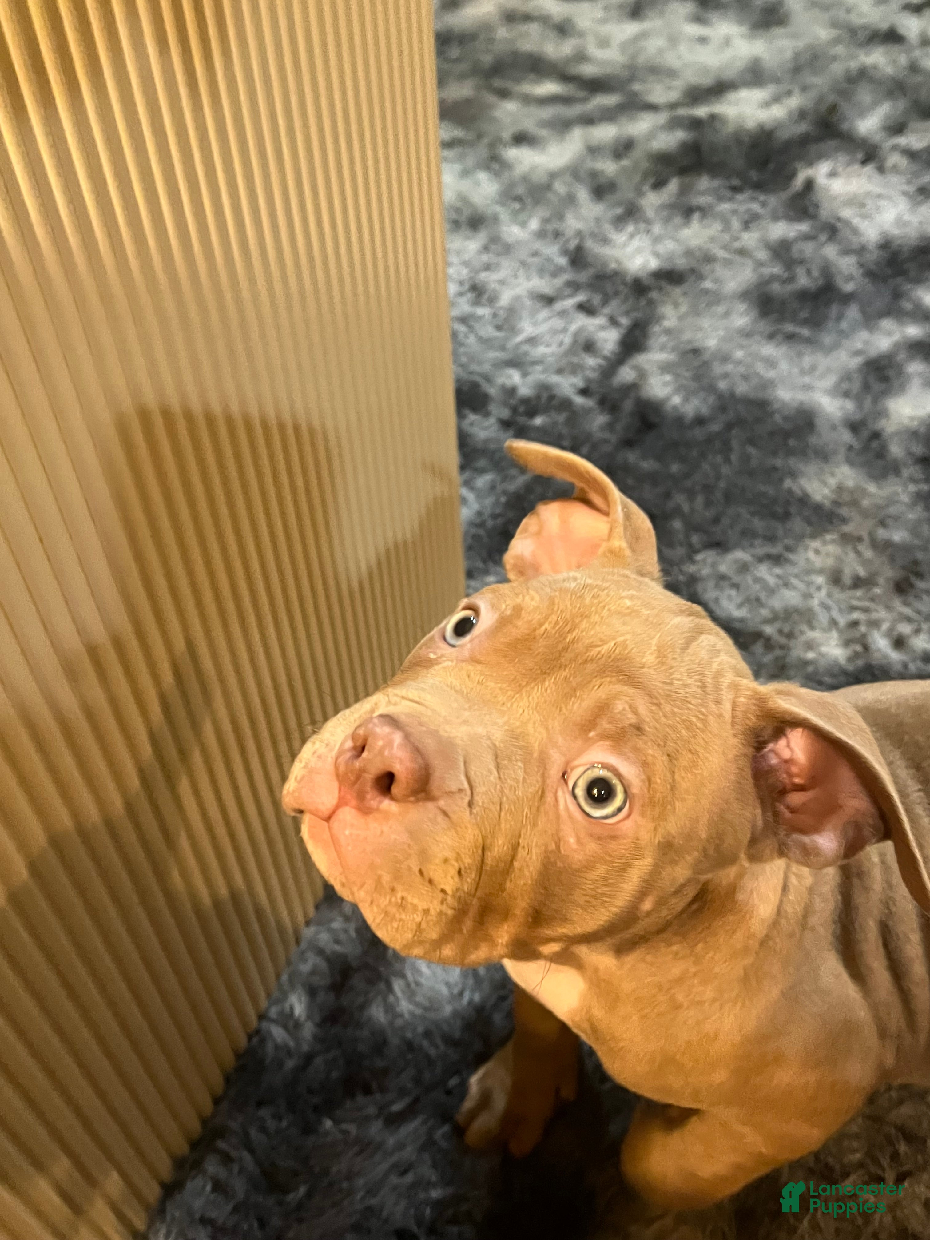 American Bully dogs American Bully Puppy 1 - Ad 37