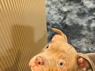 American Bully dogs American Bully Puppy 1 - Ad 37