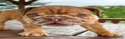 English Bulldog dogs for sale: English Bulldog 3 - Ad 8
