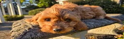 Cavapoo dogs for sale: Zach - Ad 8