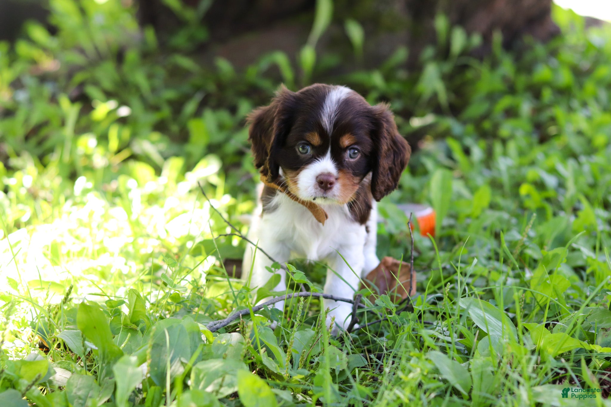 Cavalier King Charles Spaniel dogs Dexter - Ad 1