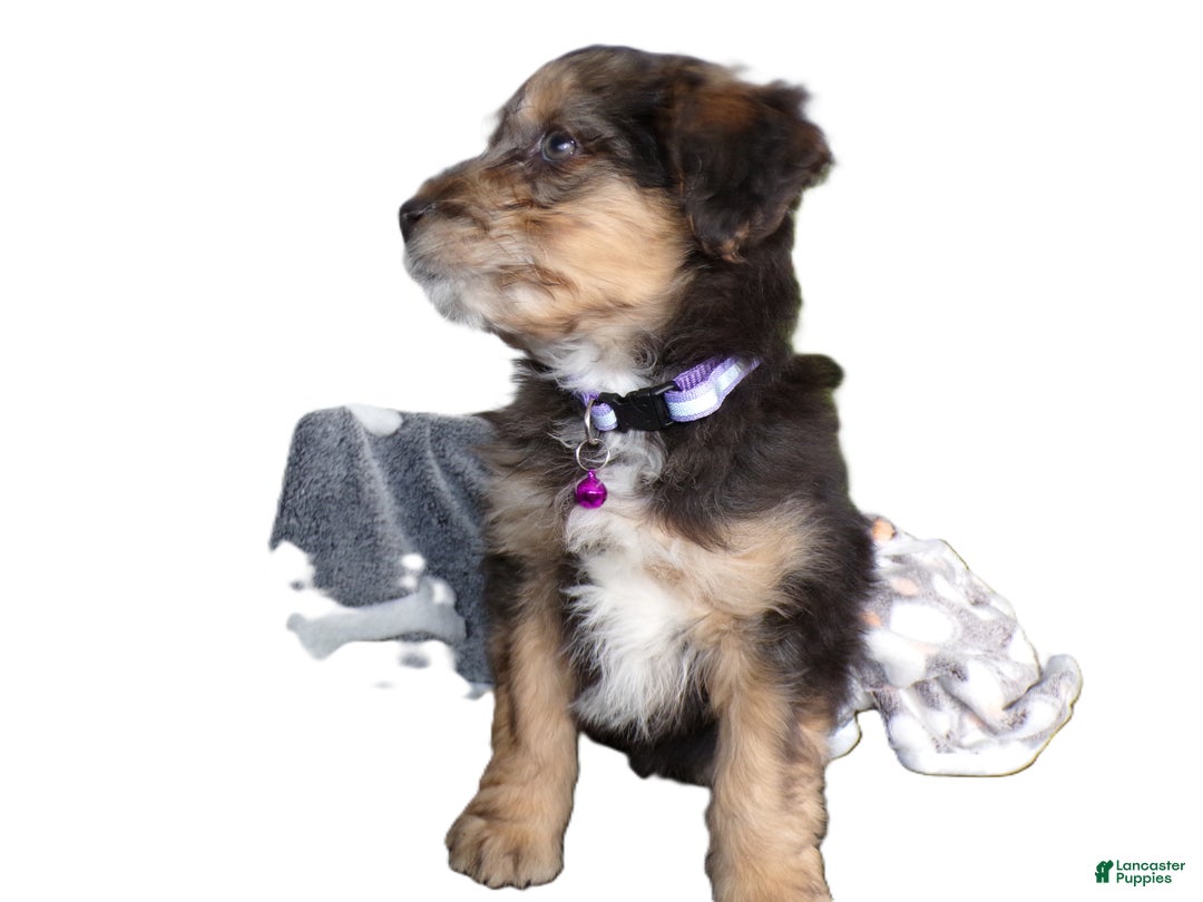 Mini Aussiedoodle dogs for sale: Mini Aussie-doodle Puppy 2 Margie - Ad 3