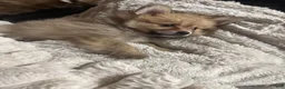 Pomeranian dogs for sale: Pomeranian 5 - Ad 3