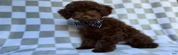 Cavapoo dogs for sale: Captain - Ad 8