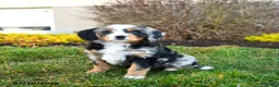 Mini Bernedoodle dogs for sale: Dumpling - Ad 1