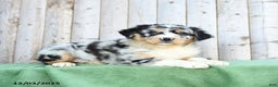 Australian Shepherd dogs for sale: Dwyln - Ad 3