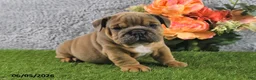 English Bulldog dogs for sale: Mason - Ad 5