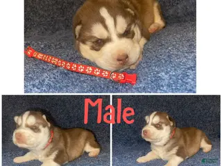 Siberian Husky dogs Siberian Husky Puppy 2 - Ad 17