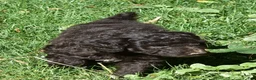 Standard Poodle dogs for sale: Standard Poodle 8 Brown with a tiny bit of white - Ad 6