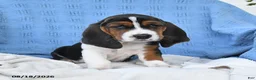 Basset Hound dogs for sale: Crystal - Ad 5