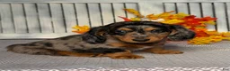 Miniature Dachshund dogs for sale: Annie - Ad 2